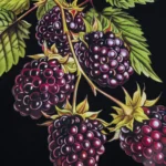 BLACKBERRY HOODIE by GOLF WANG - Image 3